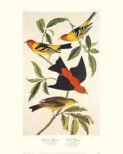John James Audubon - Louisiana Tanager, Scarlet Tanager (decorative border)