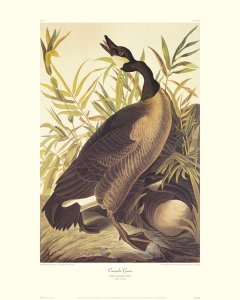 John James Audubon - Canada Goose (decorative border)