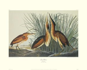 John James Audubon - Least Bittern (decorative border)