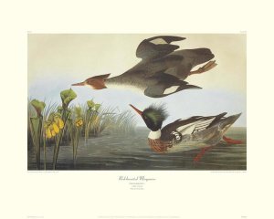 John James Audubon - Red-Breasted Merganser (decorative border)