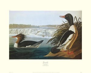 John James Audubon - Goosander (decorative border)