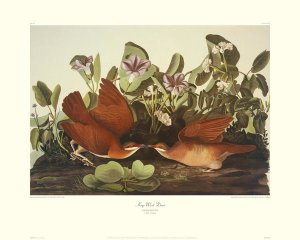 John James Audubon - Key-West Dove (decorative border)