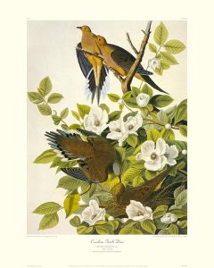 John James Audubon - Carolina Pigeon or Turtle Dove (decorative border)