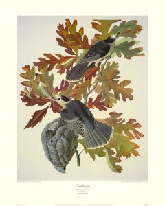 John James Audubon - Canada Jay (decorative border)