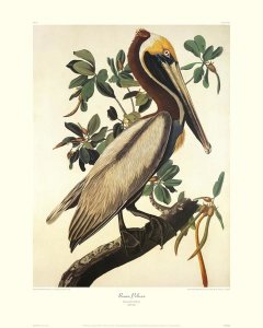 John James Audubon - Brown Pelican (decorative border)