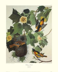 John James Audubon - Baltimore Oriole (decorative border)