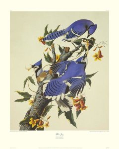 John James Audubon - Blue Jay (decorative border)
