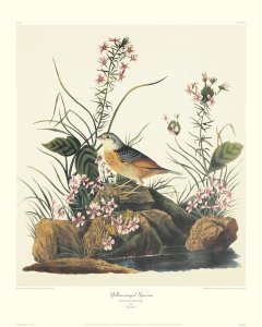 John James Audubon - Yellow-Winged Sparrow (decorative border)
