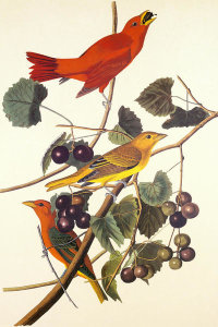 John James Audubon - Summer Red Bird