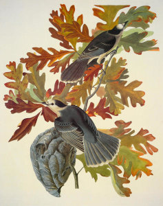 John James Audubon - Canada Jay
