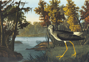 John James Audubon - Yellow Shank