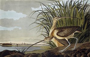John James Audubon - Male and Female Long-billed Curlew