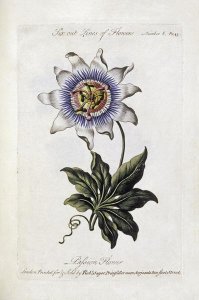 Thomas Parkinson - Passion Flower