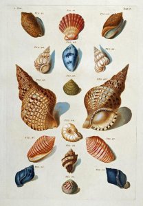 Franz Michael Regenfuss - A Selection of Seashells