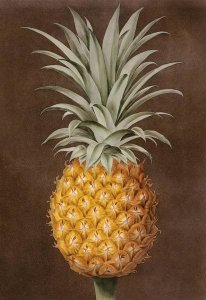 George Brookshaw - Pineapple