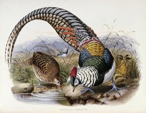 Daniel Giraud Elliot - Family of Pheasants