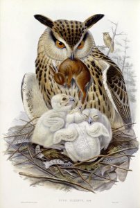 John Gould - A Great Owl and Chicks