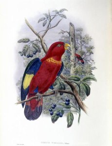 John Gould - Blue-Thighed Lory