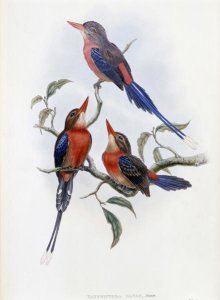 John Gould - Crimson & Brown Kingfisher