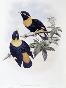 John Gould - Orange-Crested Starling