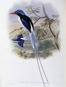 John Gould - Port-Moresby Racket-Tailed Kingfisher
