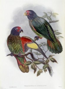 John Gould - Red-Fronted Lory