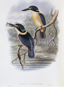 John Gould - Tristram's Kingfisher