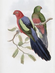 John Gould - Yellow-Winged King Parrot