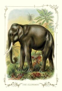 Unknown - The Elephant, 1900