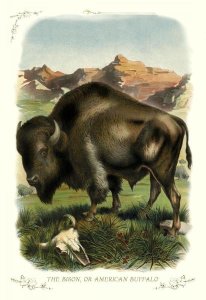 Unknown - The Bison, or American Buffalo, 1900