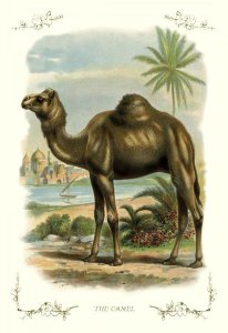 Unknown - The Camel, 1900