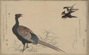 Unknown - Pheasant