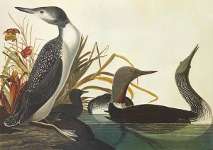 John James Audubon - Red-Throated Diver