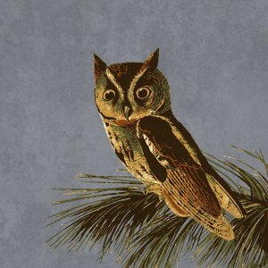 BG.Studio - Audubon Decor - Little Screech Owl Detail
