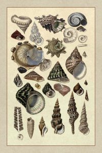 G.B. Sowerby - Shells: Trachelipoda #3