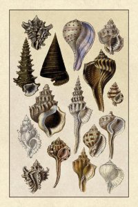 G.B. Sowerby - Shells: Trachelipoda #4