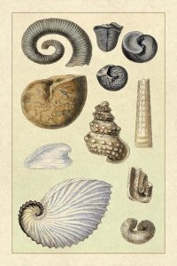 G.B. Sowerby - Shells: Ammonacea