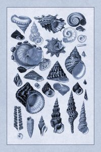 G.B. Sowerby - Shells: Trachelipoda #3 (Blue)