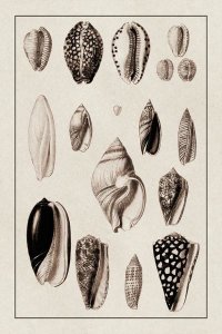 G.B. Sowerby - Shells: Convoltae and Orthocerata (Sepia)