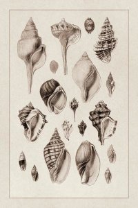 G.B. Sowerby - Shells: Sessile Cirripedes #3 (Sepia)