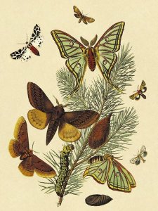 W. F. Kirby - Moths: E. Pudica, E. Pantheria, S. Caecigena, L. Lineosa