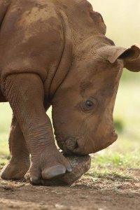 Matthias Breiter - White Rhinoceros calf playing with a rock, Rhino and Lion Nature Reserve, South Africa