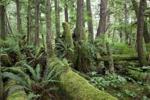 Matthias Breiter - Interior of old-growth temperate rainforest, Vancouver Island, Cape Scott Provincial Park, Canada