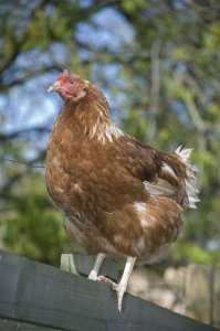 Robert Canis - Domestic Chicken, free-range hen, standing on fence, Kent, England