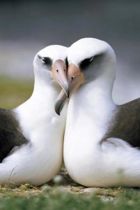 Tui De Roy - Laysan Albatross pair bonding, Midway Atoll, Hawaii