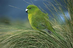 Tui De Roy - Antipodes Parakeet portrait in tussock grass, Antipodes Island, New Zealand
