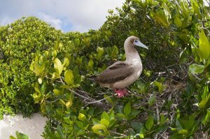 Tui De Roy - Red-footed Booby perching beside nest in mangroves, Galapagos Islands, Ecuador