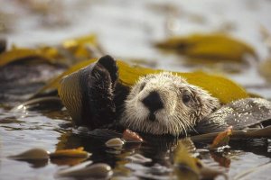 Gerry Ellis - Sea Otter floating in kelp bed, northern Pacific Ocean