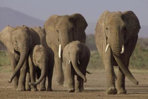 Gerry Ellis - African Elephant herd with calves, Amboseli National Park, Kenya