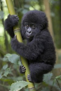Suzi Eszterhas - Mountain Gorilla infant playfully climbing bamboo pole,  Parc National Des Volcans, Rwanda
